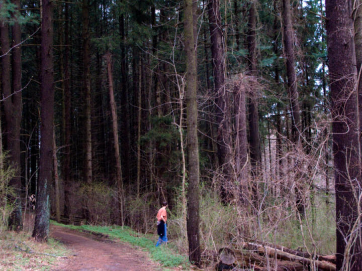 Off exploring into the pine grove