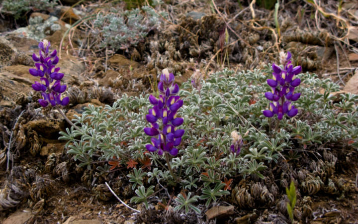 Some California wild flowers