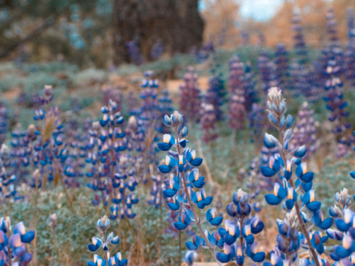 Field of flowers