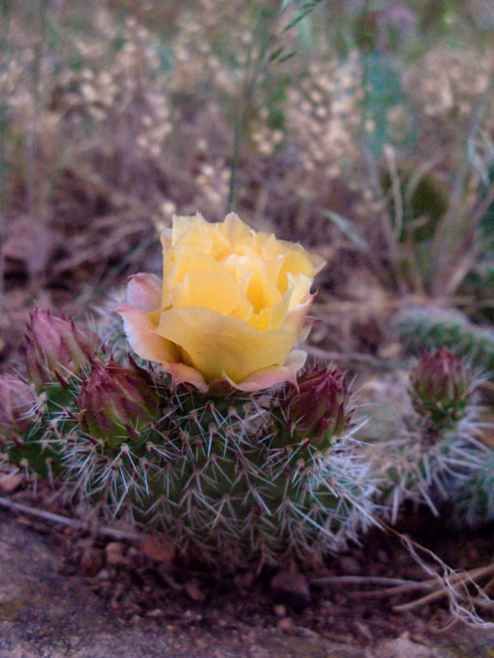 Cactus blossom