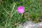 Burren wildflower