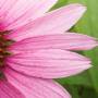 cone_flower.jpg