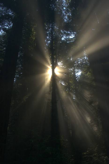 Redwood Morning