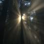 forest.jpg