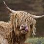 highland_cow.jpg