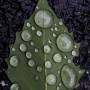 water_droplets.jpg